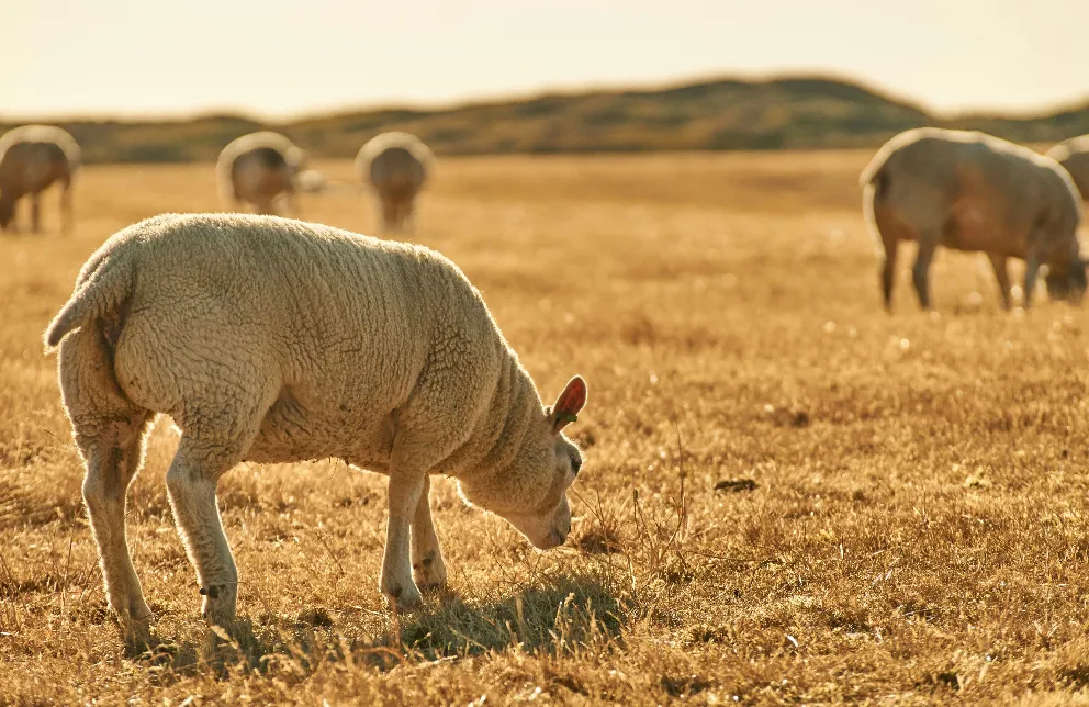 Boschalet - Bregkoog 12 img